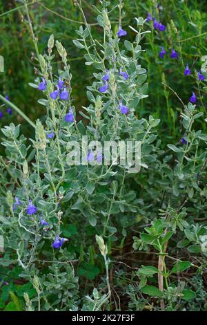 Close-up image of Germander sage  flowers Stock Photo