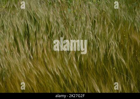 Oats Avena sp. and shortpod mustard Hirschfeldia incana moving by the wind. La Aldea de San Nicolas. Gran Canaria. Canary Islands. Spain. Stock Photo