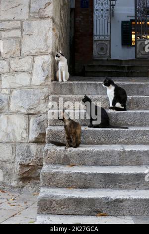 Stray cats look focused in the direction of the fish market. It seems that they are arranged according to some kind of hierarchy. Stock Photo