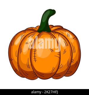 Realistic fresh ripe pumpkin isolated on white background - Vector ...