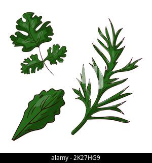 Realistic different types of herbs and plants for cooking on a white background - Vector Stock Photo