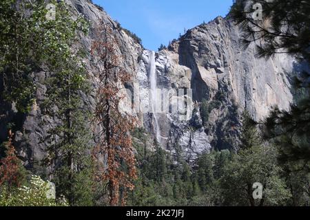 The impressive Yosemite falls with a sick pine tree Stock Photo