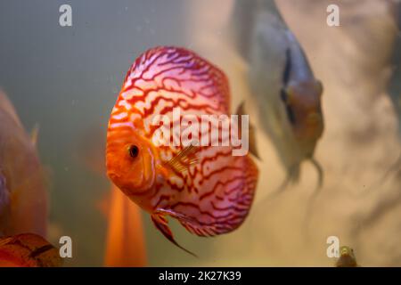 A discus fish in an aquarium. Discus fish originate from the Amazon ...