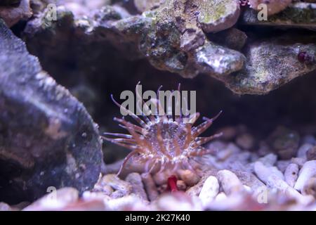 A glass rose in the seawater aquarium. Aiptasia are anemones. Stock Photo