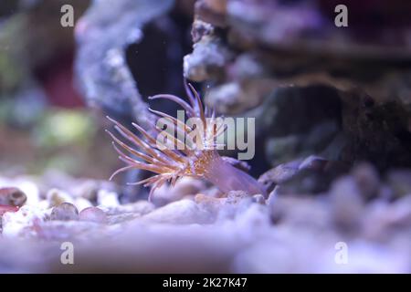 A glass rose in the seawater aquarium. Aiptasia are anemones. Stock Photo