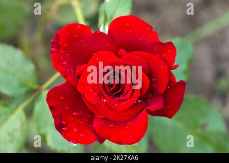 rose and drops Stock Photo