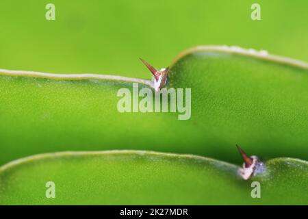 cactus hylocereus undatus Stock Photo