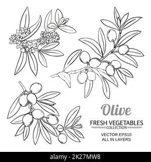 olive branches vector set Stock Photo