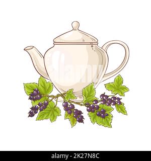 black currant tea illustration Stock Photo