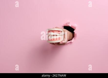 female hand holds a plastic human jaw with white even teeth on a pink background. Part of the body sticking out of a torn hole in the paper, banner. Place for inscription Stock Photo