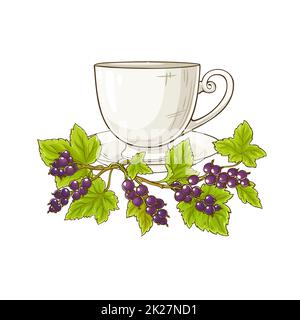 black currant tea illustration Stock Photo
