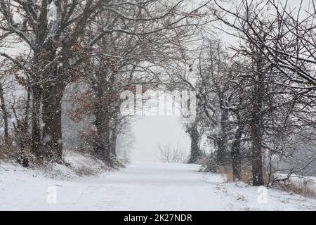 A path through trees in heavy snowfall Stock Photo