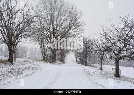 A snowy path through trees in snowfall Stock Photo