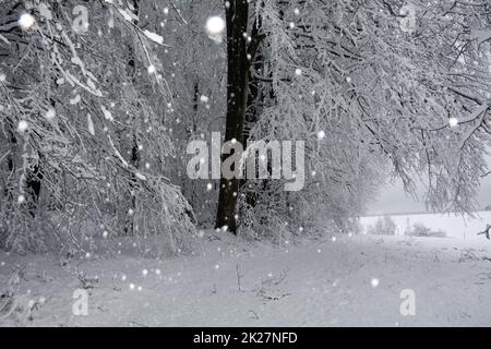 Snow-covered trees in a winter landscape by snowfall Stock Photo