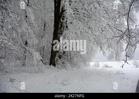 Snow-covered trees in a  landscape Stock Photo