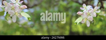 Apple Blossom Image With Green Bokeh Background Stock Photo