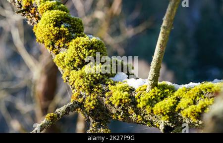 Sun shines on fine green moss growing in forest over tree - melting snow near, closeup Stock Photo