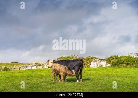Young calf feeding on mothers milk on fresh green field, Cliffs of Moher, Ireland Stock Photo