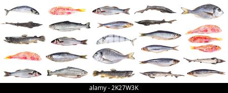 set of various iced whole fishes isolated on white Stock Photo