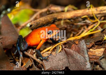 Strawberry poison-dart frog, La Fortuna Costa Rica Stock Photo