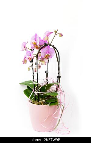 Beautiful pink orchid in a pot  - phalaenopsis Stock Photo