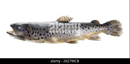 frozen brown trout isolated on white Stock Photo