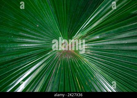 Big green leaf of palm tree close up Stock Photo