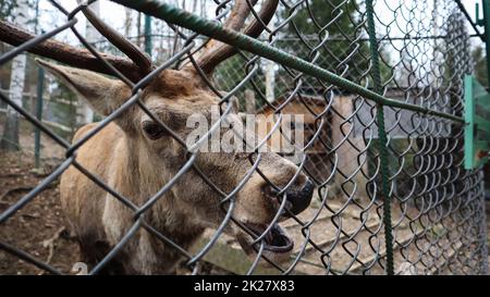 A little girl feeds a young deer in a zoo in the summer during the moulting  period against a background of green grass. Scary ugly fur with bald patch  Stock Photo -