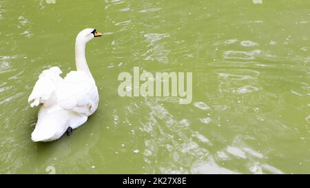 White swan is a bird from the genus of the swans of the family of ducks, which has white plumage in the summer on a lake or pond. Stock Photo