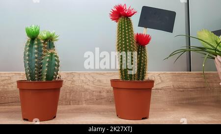two small cacti in brown pots on a shelf in a flower shop. Green prickly plant with needles Stock Photo