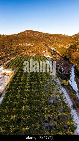 Mountain secluded vineyard on sunset Stock Photo