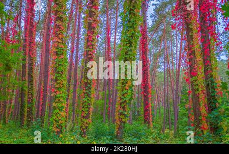 Autumn background design with colorful red and yellow leaves of the bindweed plant Stock Photo