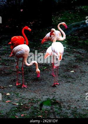 Pink Greater flamingos (Phoenicopterus roseus) and one red American flamingo (Phoenicopterus ruber) standing by the side of the pond. Stock Photo