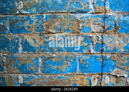 Blue old brick wall with vine and dry eyelids. Stock Photo