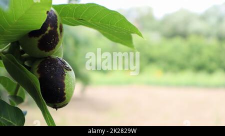 Two unripe walnuts with bacteriosis disease with black spots on a tree branch surrounded by leaves in summer in a garden or horticultural farm, nature. Selective focus with copy space. Stock Photo