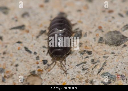 Front view of a common pill-bug. Stock Photo