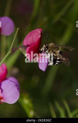 Canary Islands blue-banded bee feeding on a flower of Tangier pea. Stock Photo
