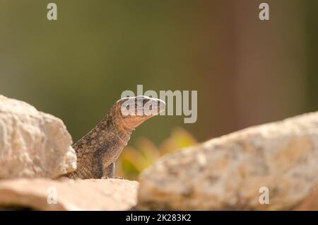 Gran Canaria giant lizard Gallotia stehlini. Stock Photo