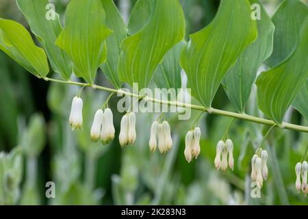 Close up of Solomons seal (polygonatum) flowers in bloom Stock Photo