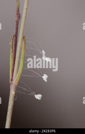 Stalked eggs of green lacewing. Stock Photo
