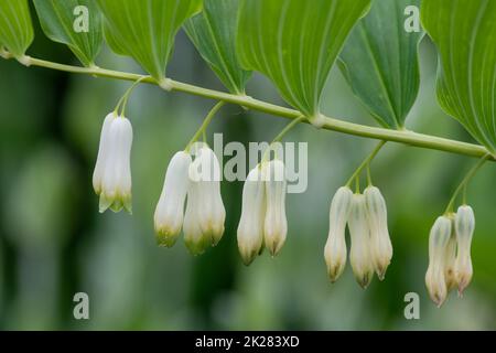 Close up of Solomons seal (polygonatum) flowers in bloom Stock Photo