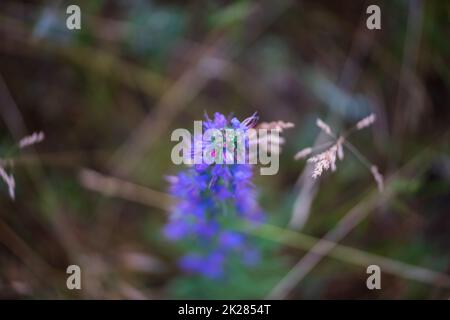 Flowering Echium vulgare in the field. Close-up. Shallow depth of field. Swirling background (bokeh). Focus in the center. Stock Photo