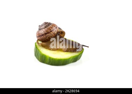 Garden snail ,isolated on white Stock Photo