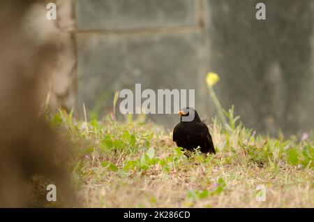 Common blackbird Turdus merula cabrerae. Stock Photo