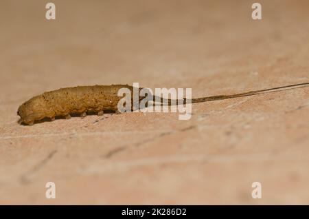 Rat-tailed maggot seeking a suitable place to pupate. Stock Photo