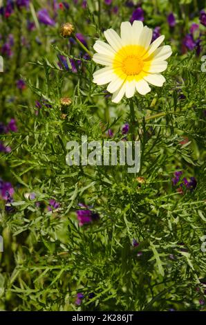 Flower of garland chrysanthemum Glebionis coronaria. Stock Photo