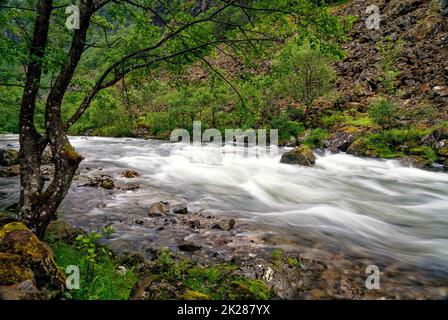 Trees along the fast streaming Stalheimselvi river Stock Photo