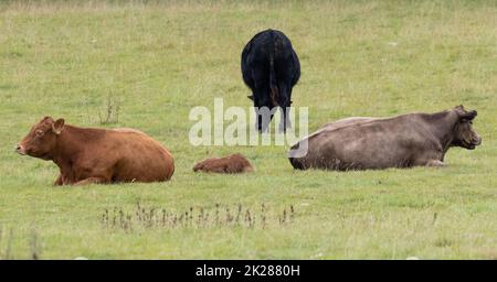 Three cows positioned carefully to protect a newly born calf, West Yorkshire, England, UK Stock Photo