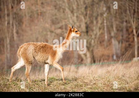 Lama in the run Stock Photo