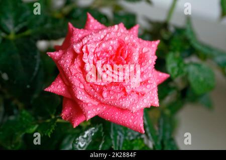 Rose flower with water droplets on the petals Stock Photo